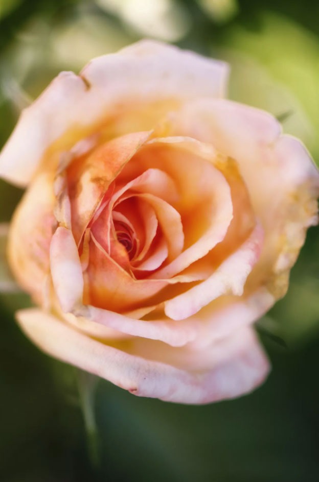 گل رز غروب تاهیتی برای باغچه