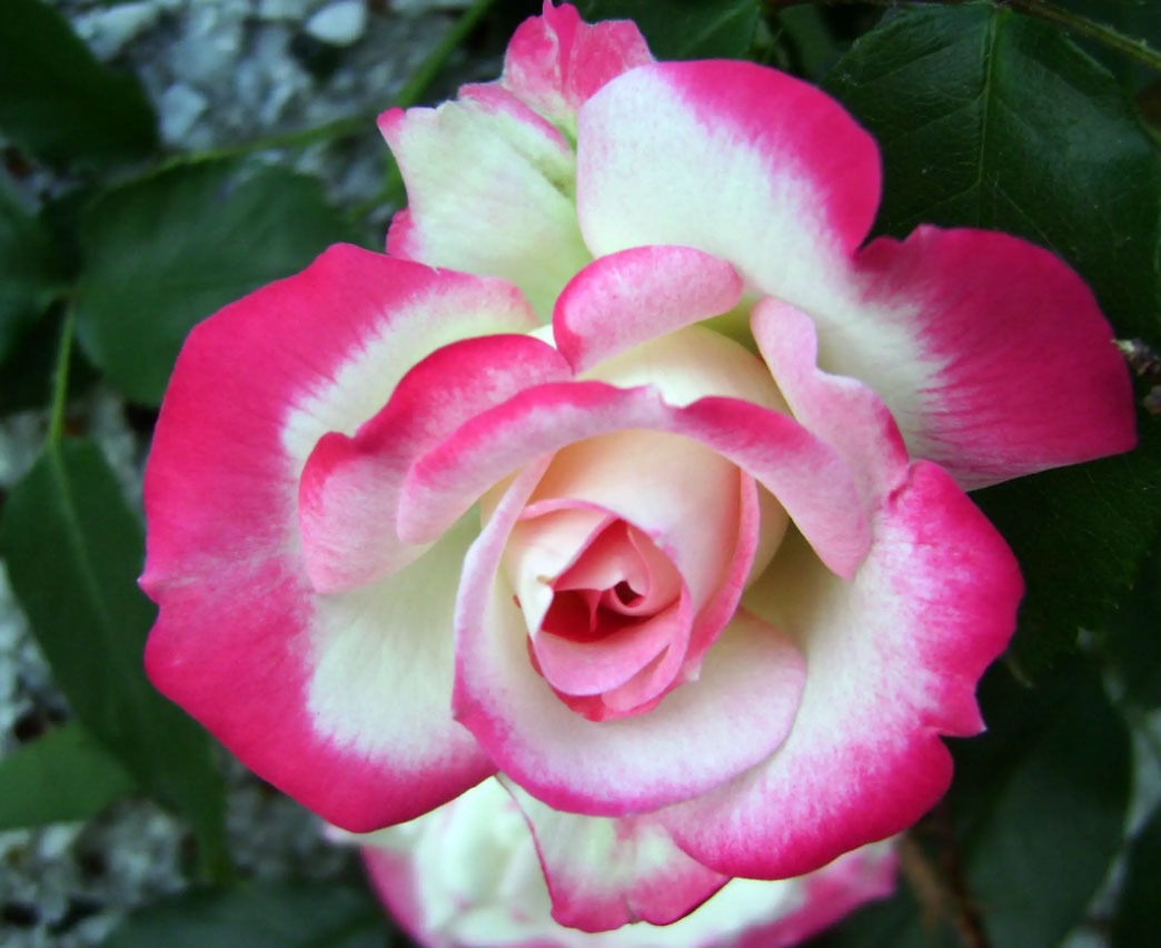 گل رز گیلاسی برای باغچه