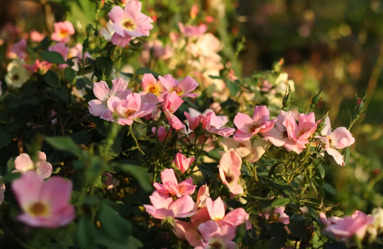 گل رز رنگین کمانی برای باغچه